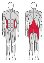 Разгибатель спины Fitex Pro FTX-FB31